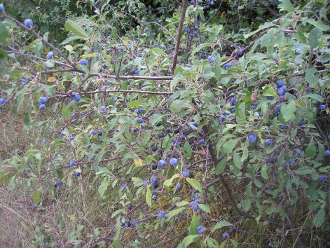 10-p8302768.jpg 10-p8302768.jpg