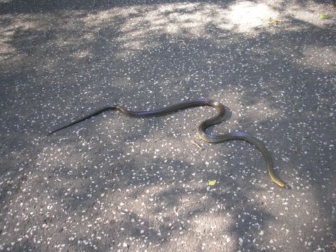 11-erdei_silklo_pap-ret_felett.jpg 11-erdei_silklo_pap-ret_felett.jpg