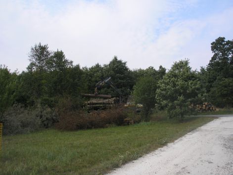 11._fa_kitermeles.jpg 11._fa_kitermeles.jpg