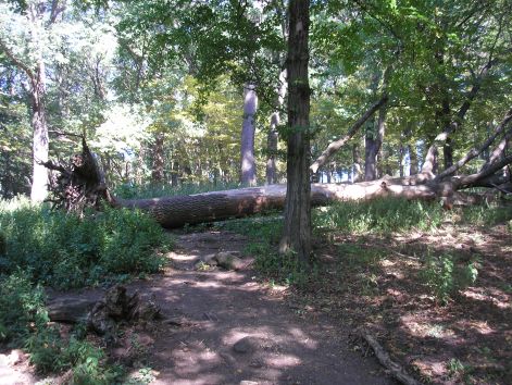 12._a_vadallok_fele.jpg 12._a_vadallok_fele.jpg