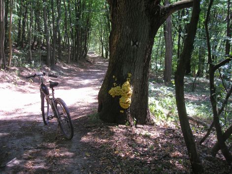 13-p8172732.jpg 13-p8172732.jpg