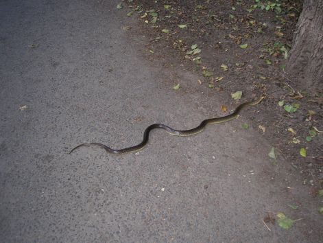 14-erdei_silklo_szentendre_bukkos-patak_mellett.jpg 14-erdei_silklo_szentendre_bukkos-patak_mellett.jpg