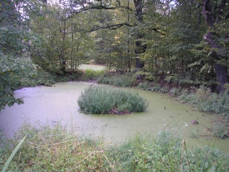 14.pap_reti_itato.jpg 14.pap_reti_itato.jpg