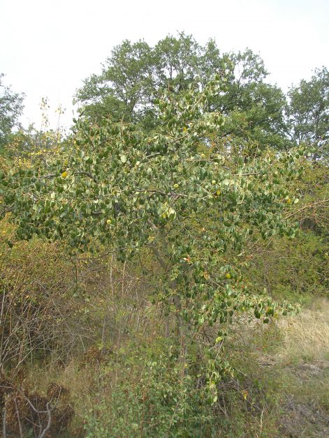 15.vackorfa.jpg 15.vackorfa.jpg