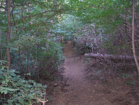 16._gurulos.jpg 16._gurulos.jpg