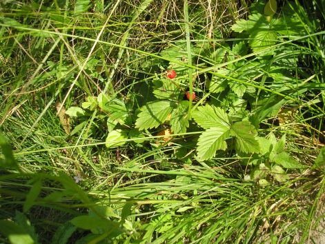 17-p7032395.jpg 17-p7032395.jpg