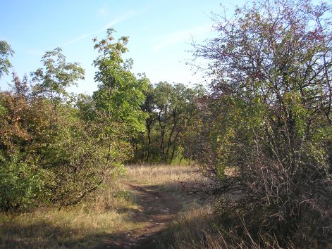 19.csalit.jpg 19.csalit.jpg