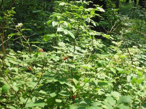 2-p7102442.jpg 2-p7102442.jpg