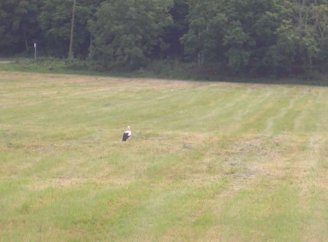 28-kele.jpg 28-kele.jpg