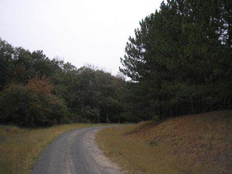 3_koves_erdei_ut.jpg 3_koves_erdei_ut.jpg