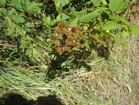 4-p8022612.jpg 4-p8022612.jpg