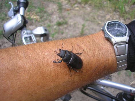 4-szarvas_bogar.jpg 4-szarvas_bogar.jpg