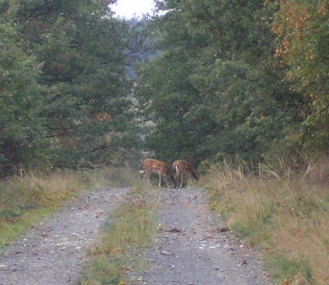 4_szarvas_unok.jpg 4_szarvas_unok.jpg