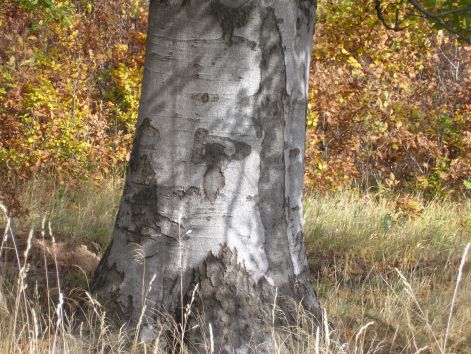 5-1pa233116.jpg 5-1pa233116.jpg