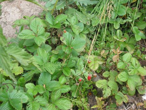 5-p6282281.jpg 5-p6282281.jpg