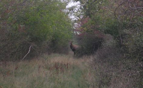 7_hubertus.jpg 7_hubertus.jpg