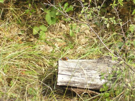 8-1-p9212930.jpg 8-1-p9212930.jpg