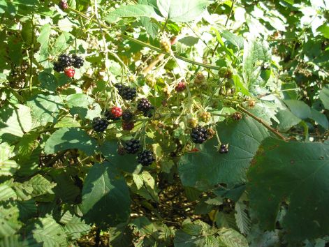 8-erik_a_szeder.jpg 8-erik_a_szeder.jpg