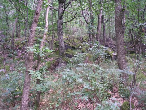 8-p7122475.jpg 8-p7122475.jpg