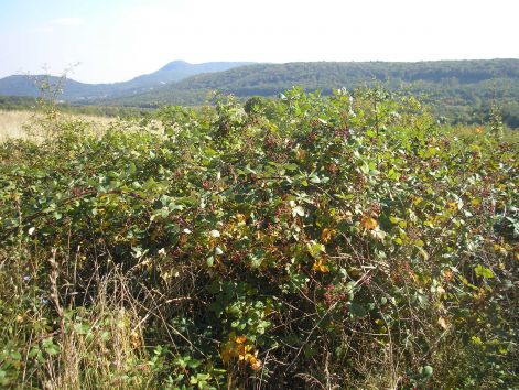 8-p9282989.jpg 8-p9282989.jpg