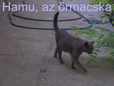 8.a_bezart_pisztangozo_ore.jpg 8.a_bezart_pisztangozo_ore.jpg