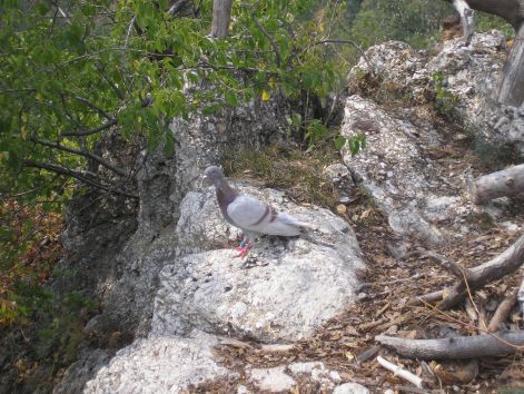 8.ismerkedes.jpg 8.ismerkedes.jpg