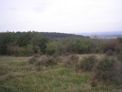 8_patka_fele.jpg 8_patka_fele.jpg