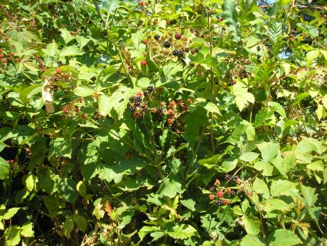 9-p8172729.jpg 9-p8172729.jpg