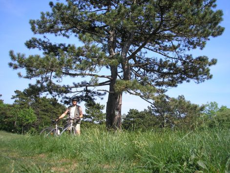 a_nagy_fenyonel.jpg a_nagy_fenyonel.jpg