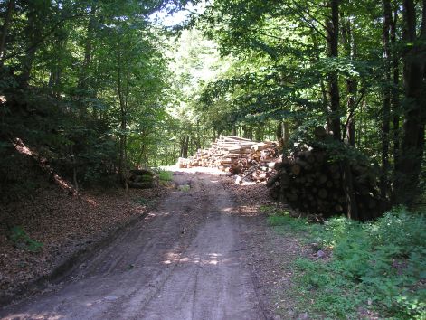 a_ram_kornyeken....jpg a_ram_kornyeken....jpg