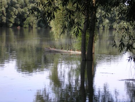 a_vizi_szarnysok_elvezik.jpg a_vizi_szarnysok_elvezik.jpg