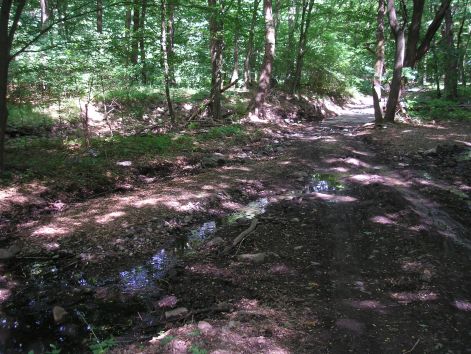 csermelyes.jpg csermelyes.jpg