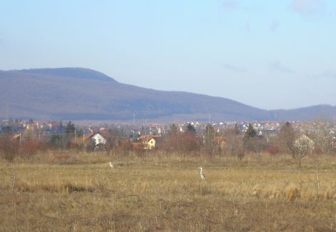 daruk_vagy_darvak.jpg daruk_vagy_darvak.jpg