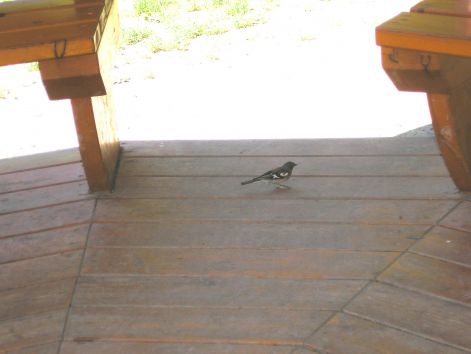 ebed_kozben.jpg ebed_kozben.jpg