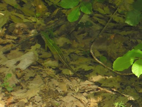 elovilag_az_aljnovenyzetben.jpg elovilag_az_aljnovenyzetben.jpg