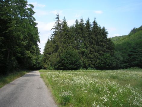 fenyves_fele.jpg fenyves_fele.jpg