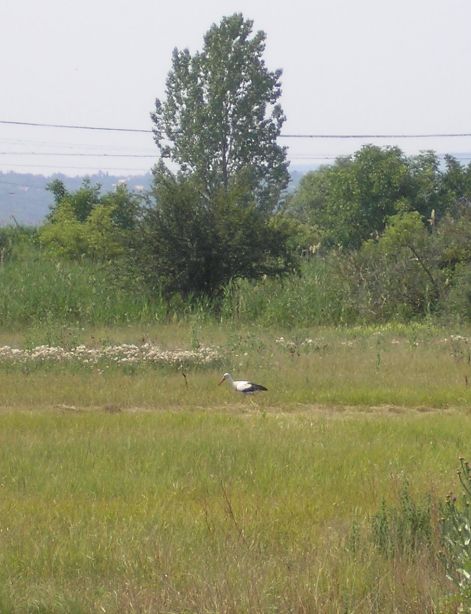 golya_2.jpg golya_2.jpg