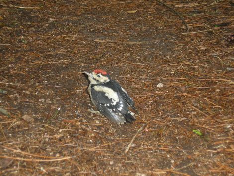 harkaly_kolyok.jpg harkaly_kolyok.jpg