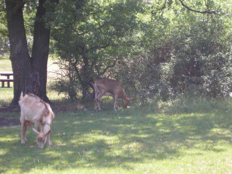 kohegyi_kecskek.jpg kohegyi_kecskek.jpg