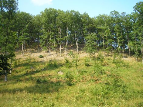 lankas.jpg lankas.jpg