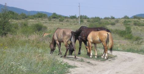 lovak_domorkapu_fele.jpg lovak_domorkapu_fele.jpg