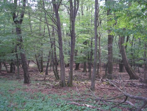 osveny_sincs.jpg osveny_sincs.jpg