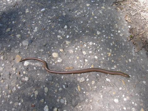 p6082099.jpg p6082099.jpg