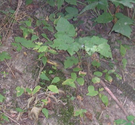 p7202532_vs.jpg p7202532_vs.jpg