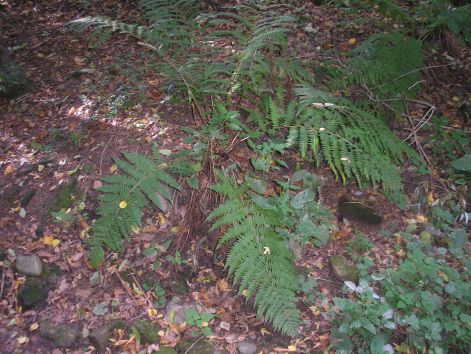 pa013012.jpg pa013012.jpg