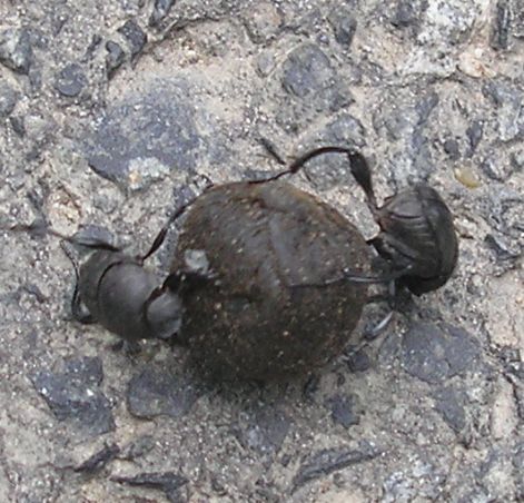 pilisi_scarabeus.jpg pilisi_scarabeus.jpg