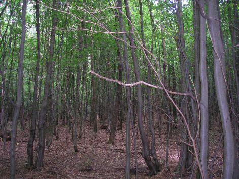 suro_az_erdo....jpg suro_az_erdo....jpg