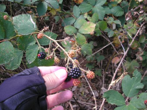 szedres_dobogoko_fele.jpg szedres_dobogoko_fele.jpg